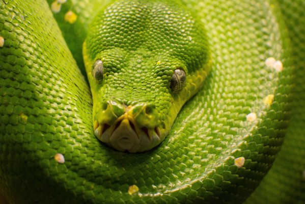 Green And White Snake Name - 4592x3064 Wallpaper - teahub.io