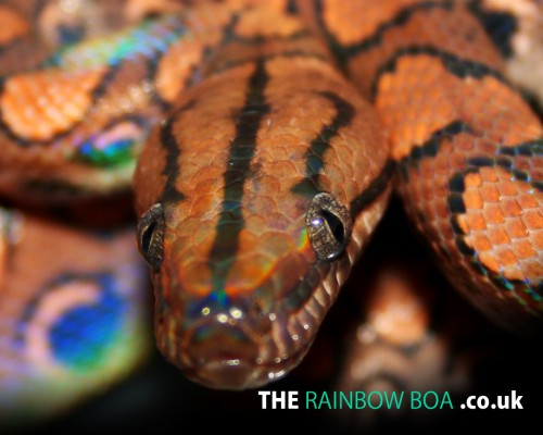 Brazilian Rainbow Boa - 1280x1024 Wallpaper - teahub.io