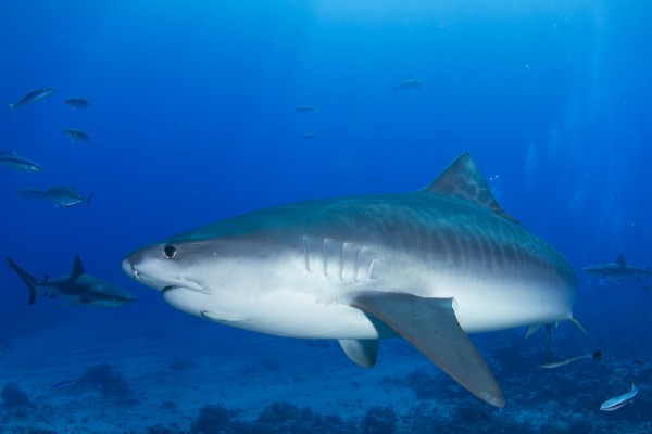 Tiger Shark - Human Limb Found In Shark - 2121x1414 Wallpaper - teahub.io