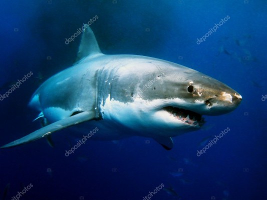 Great White Shark Hd - 3840x2160 Wallpaper - teahub.io