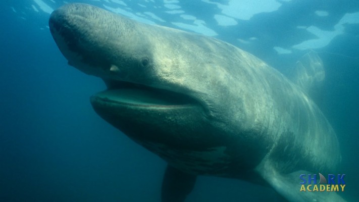 Basking Shark Mouth Closed - 1280x720 Wallpaper - teahub.io