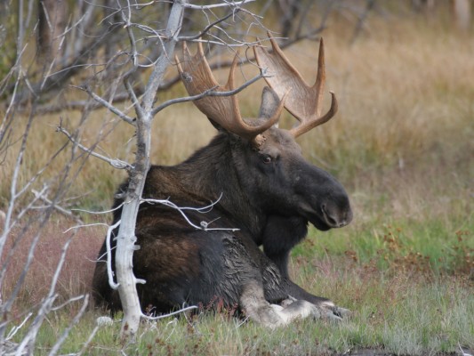 Bull Moose - 1024x768 Wallpaper - teahub.io