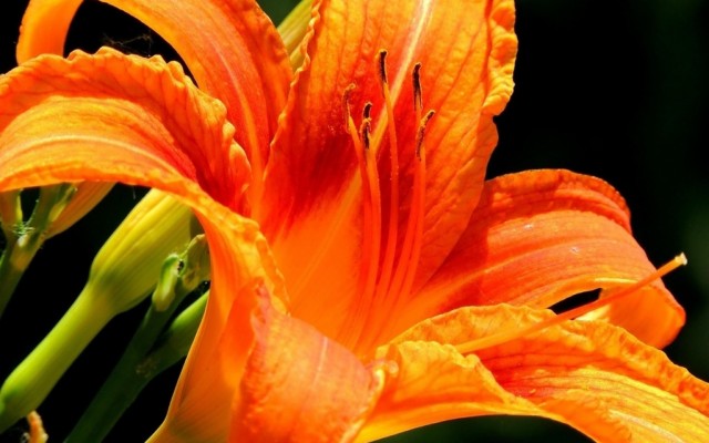 Orange Lily - 3840x2563 Wallpaper - teahub.io