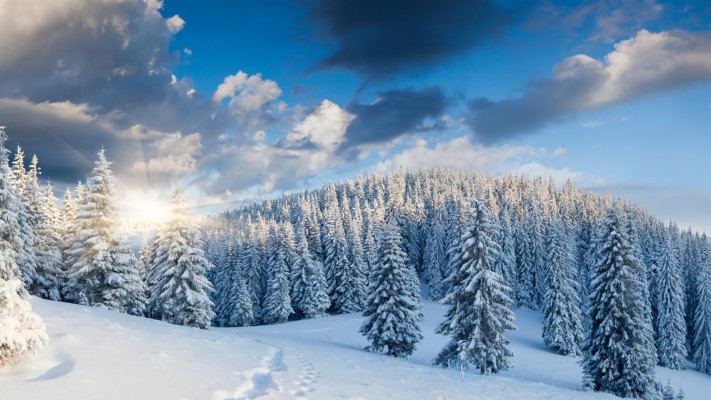 76 Winter Wallpapers And Backgrounds Winter Forest - Winter Forest ...