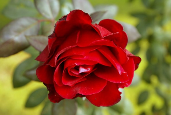Roses Wallpaper - Good Morning Red Rose Love - 1024x768 Wallpaper - teahub.io