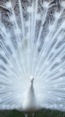 White Peacock Wallpaper Photo On Wallpaper 1080p Hd - Beautiful White ...