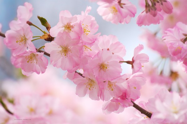 Wall Paper Cherry Blossom - 2000x1333 Wallpaper - teahub.io