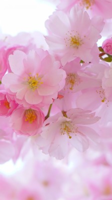 Cherry Blossom Phone Wallpaper Hd - 1440x2560 Wallpaper 