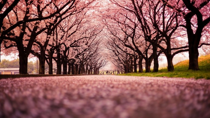 Landscape, Cherry Blossom, Trees, Path, Nature Wallpapers - Row Of ...