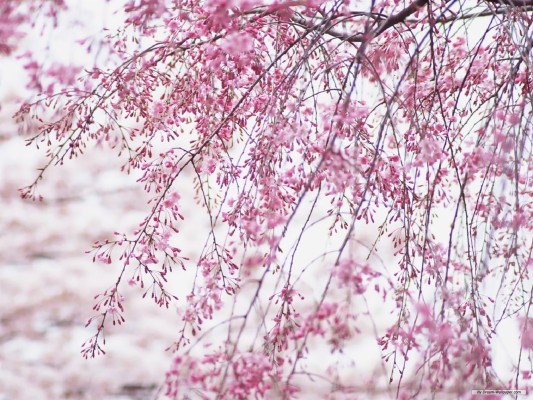 Cherry Blossoms Trees In Spring With Blue Sky - Cherry Blossom ...