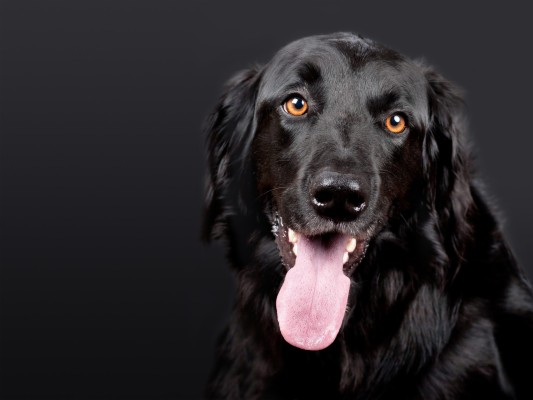 Beautiful Black Dog Wallpaper - Flat Coated Retriever Hd - 2560x1920 ...