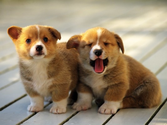 Nice Dog Wallpaper - Cute Dogs High Resolution - 1600x1200 Wallpaper ...