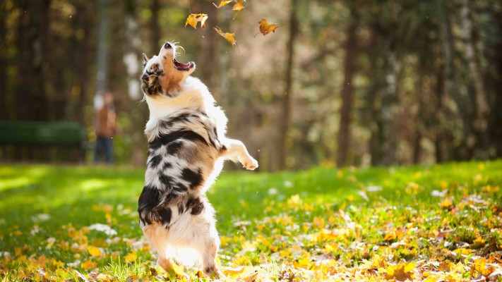 Fall Dog - 3840x2160 Wallpaper - teahub.io