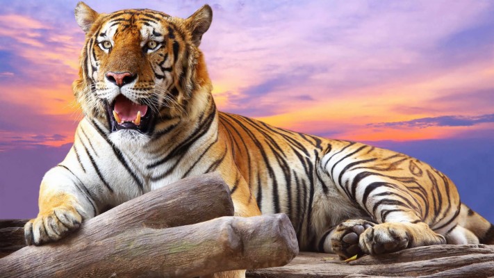 Download Tiger Hd Wallpapers and Backgrounds Download Tiger Hd Wallpapers and Backgrounds