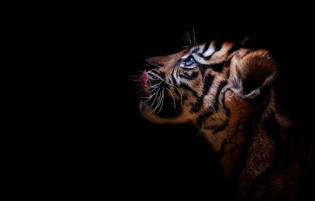 Photo Wallpaper Look, Tiger, Portrait, Profile, Cub, - Tiger Cub Black ...