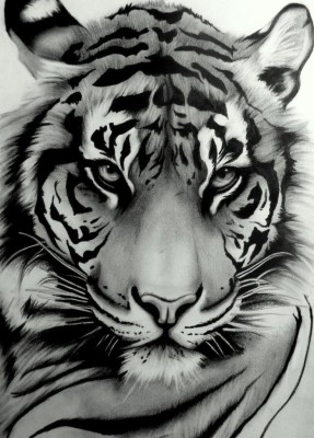 Siberian Tiger Face Drawing - 736x1025 Wallpaper - teahub.io