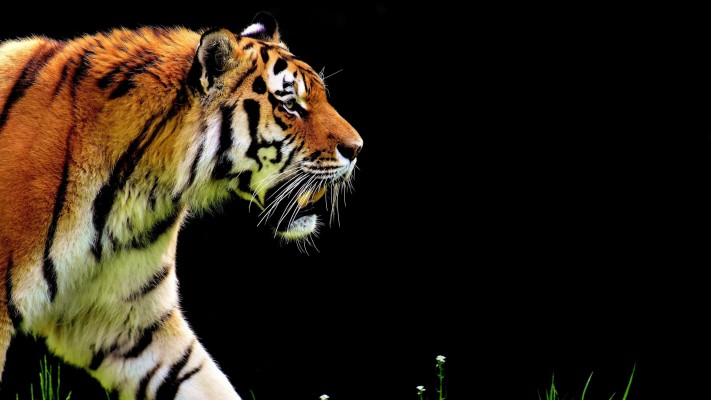 Bengal Tiger Uhd 4k Wallpaper - Pc Wallpapers Tiger Hd - 3840x2160 Wallpaper Bengal Tiger Uhd 4k Wallpaper - Pc Wallpapers Tiger Hd - 3840x2160 Wallpaper
