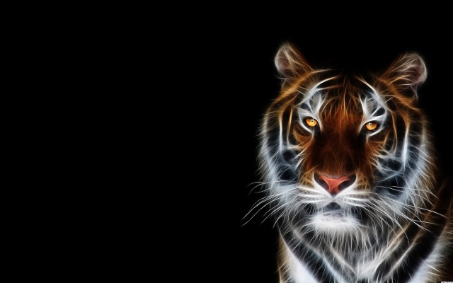 Download Tiger Wallpapers and Backgrounds - teahub.io