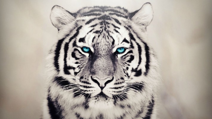 White Tiger Background Pc - 1920x1080 Wallpaper - teahub.io