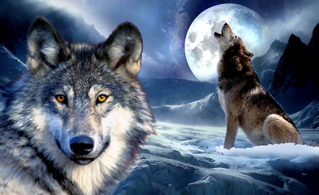 3d Wolf Wallpapers Android Apps And Tests Androidpit - 3d Wolf ...