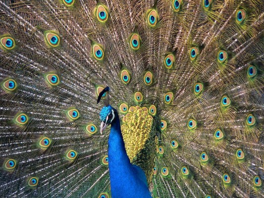 Peacock - Scientific Name Of Peacock - 800x600 Wallpaper - teahub.io