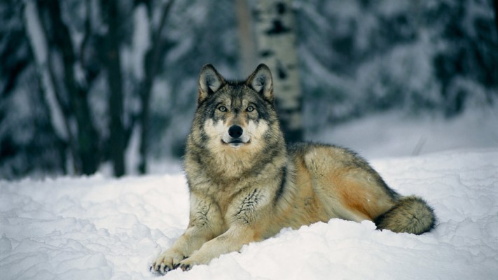 Wolf Wallpapers Hd Wallpaper - Gray Wolf Background - 1920x1080 ...