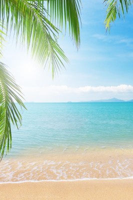 Tropical Beach Live Wallpaper Palm - Beach Wallpaper Portrait ...