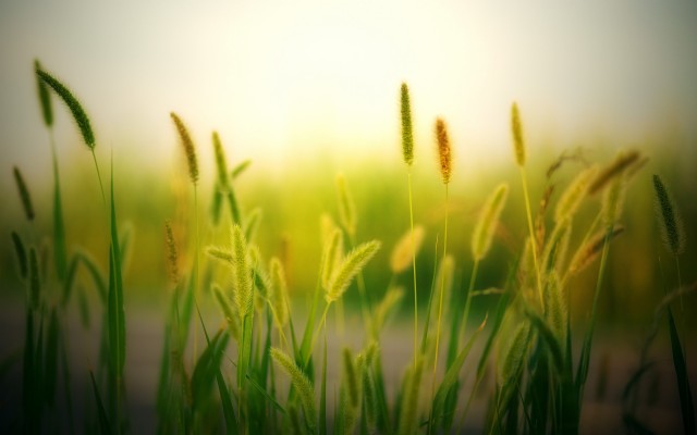 Blur, Field, Plants, Meadow, Nature, Wallpaper - 1920x1200 Wallpaper -  