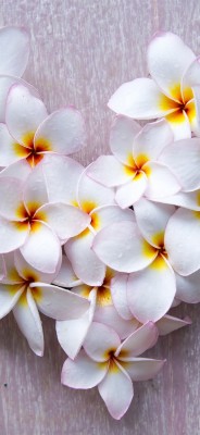 Iphone Wallpaper White Plumeria Flowers, Water Droplets, - Plumeria