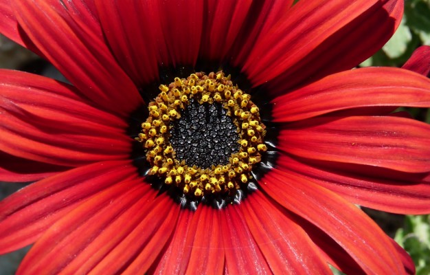 Photo Wallpaper Macro, Petals, Osteospermum, Osteospermum, - Petal