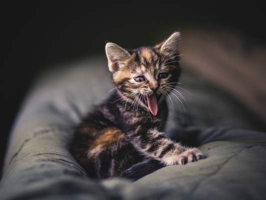 Cat Photoshoot - 1600x1200 Wallpaper - teahub.io