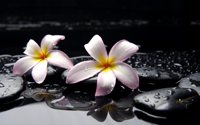 Plumeria Flower Wallpaper Hd - 1920x1200 Wallpaper - teahub.io