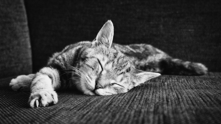 Zen Of Sleeping Kitten Wallpaper Kittens Wallpaper Hd Macbook 19x1080 Wallpaper Teahub Io