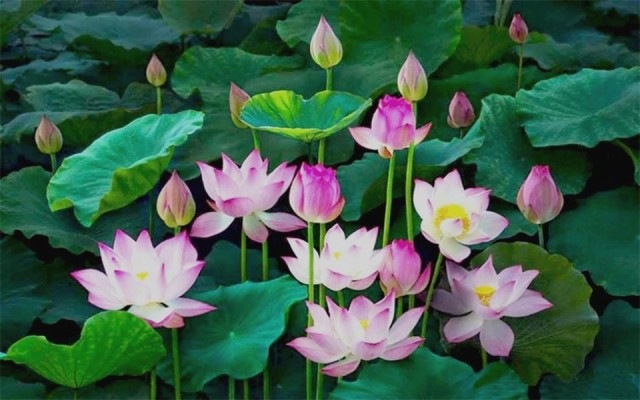 Lotus Flower Lake - 960x600 Wallpaper - teahub.io