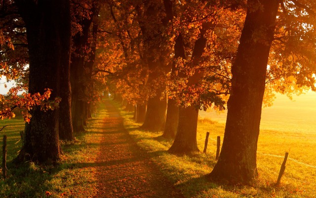 Beautiful Fall Wallpaper Desktop - 1920x1200 Wallpaper - teahub.io