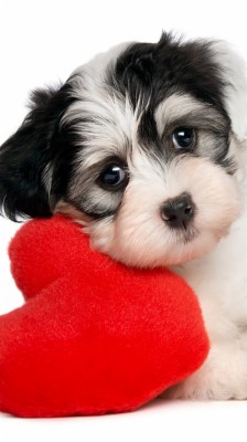 Sad Puppy With Heart Hd Mobile Wallpaper - Veux Tu Etre Ma Valentine ...