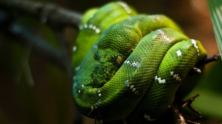 Emerald Tree Boa Phone - 1920x1080 Wallpaper - teahub.io