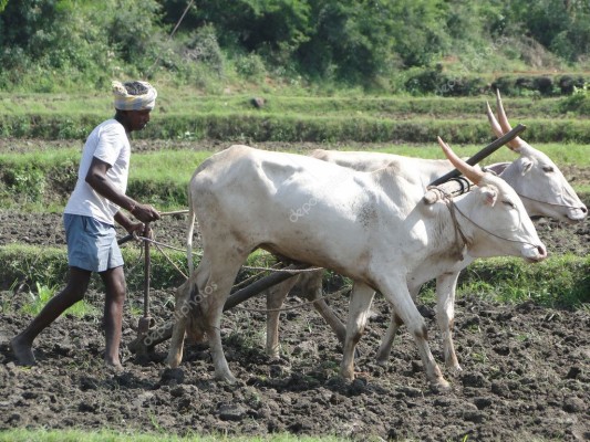 Bullocks Used In Agriculture - 1024x768 Wallpaper - teahub.io