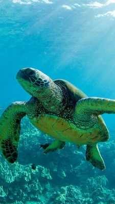 Hawaii Turtle - 640x1136 Wallpaper - teahub.io