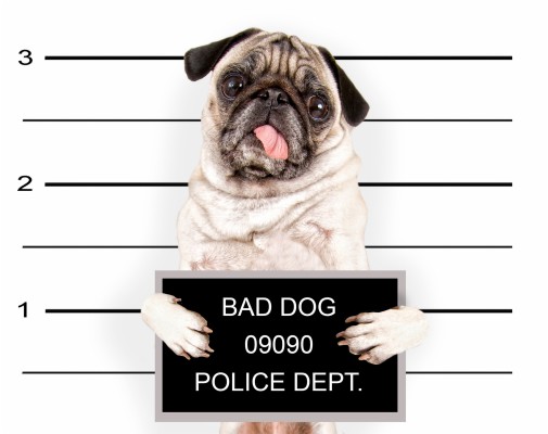 Bad Dog - 3600x2850 Wallpaper 