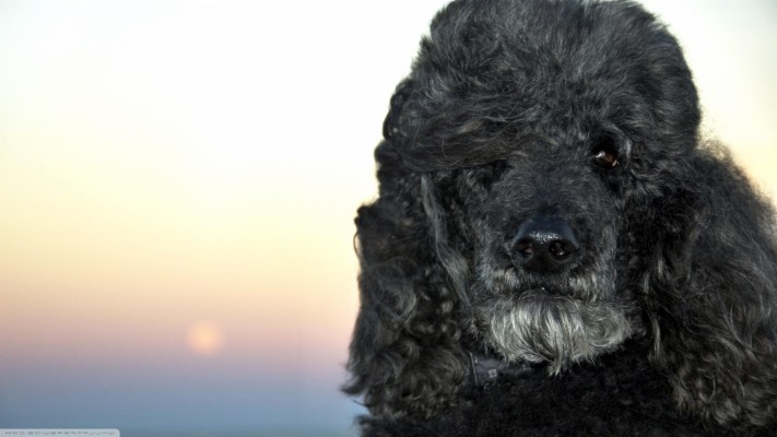 Standard Poodle - 1920x1080 Wallpaper - teahub.io