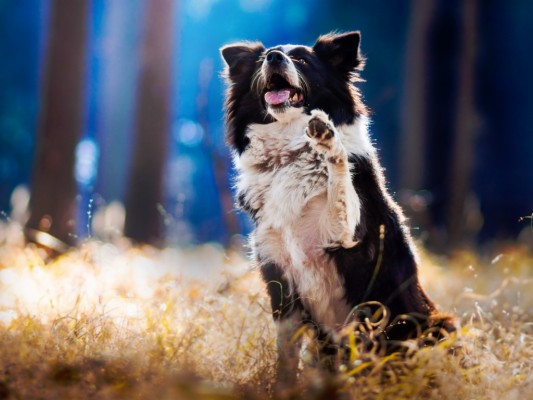 Beautiful Collie Dog Wallpapers - Border Collie Ruivo - 1280x804 ...