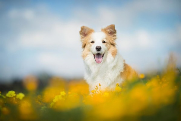 High Resolution Border Collie Hd Wallpaper Id - Border Collie Wallpaper ...