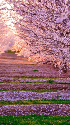 Phong Canh Hoa Anh Dao Nhat Ban  - HD Wallpaper