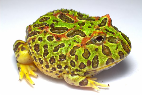 Northern Leopard Frog - 5250x3503 Wallpaper - teahub.io