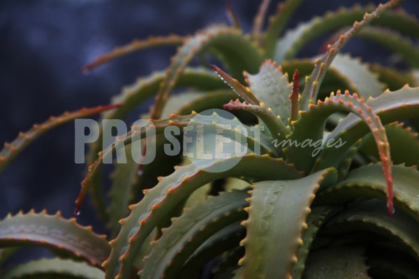 Aloe - 700x700 Wallpaper - teahub.io