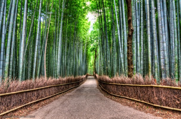 Download Wallpaper Bamboo Road, Bamboo Forest, Road - Foresta Di Bambù ...