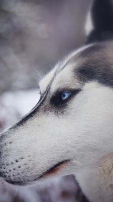 Dog, Animal, Canine, Husky Iphone Wallpaper - Underdog Motivational - 1080x1920 Wallpaper Dog, Animal, Canine, Husky Iphone Wallpaper - Underdog Motivational - 1080x1920 Wallpaper