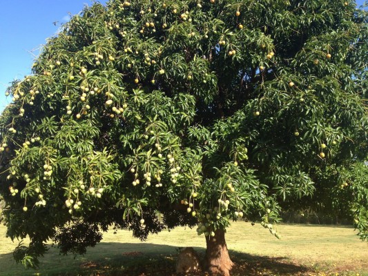 Mango Tree Mango Cool Image Pakistani Mango Beautiful - Mango Tree Images  Hd - 1600x1200 Wallpaper 