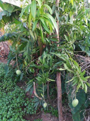 Most Beautiful Fruit Mango Tree - 1200x1600 Wallpaper Most Beautiful Fruit Mango Tree - 1200x1600 Wallpaper